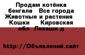 Продам котёнка бенгала - Все города Животные и растения » Кошки   . Кировская обл.,Леваши д.